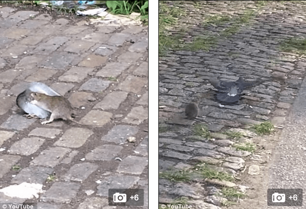  Brooklyn Killer rat filmed attacking and killing pigeon