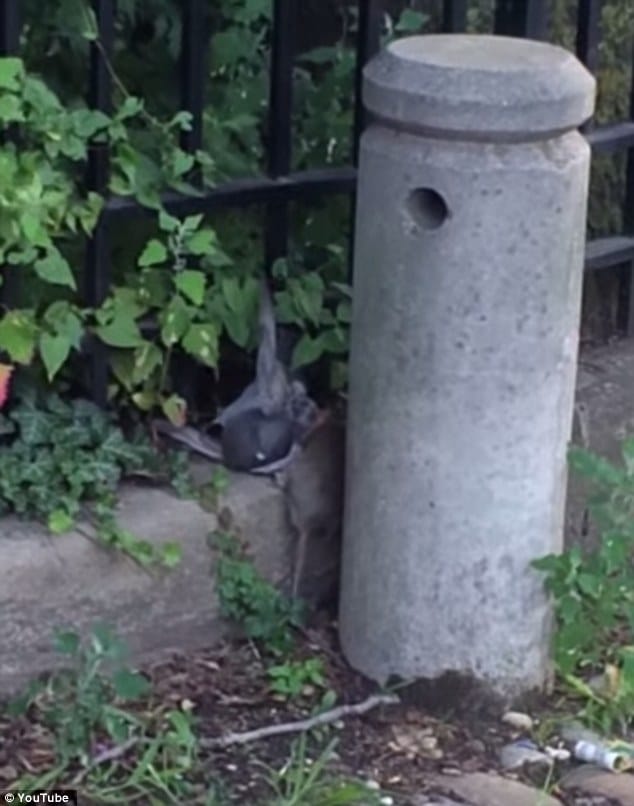  Brooklyn Killer rat filmed attacking and killing pigeon