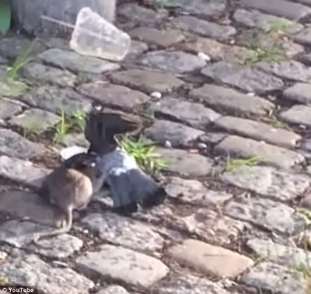  Brooklyn Killer rat filmed attacking and killing pigeon