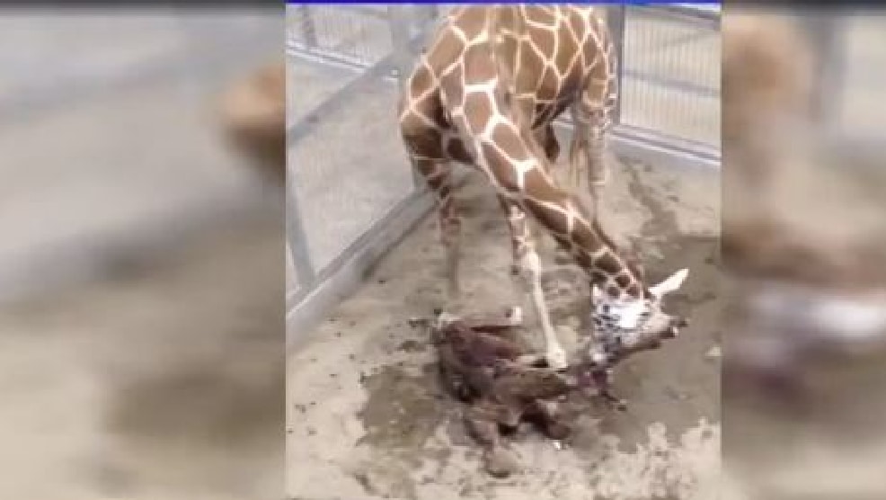 Baby giraffe runs into California zoo fence, dies