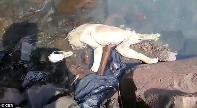  Chupacabra, sea vampire with human hands washes up in Paraguay