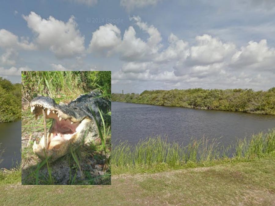 Matthew Riggins burglar eaten by alligator1