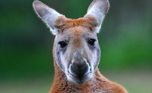 Severed Kangaroo head discovered cooking Melbourne bbq