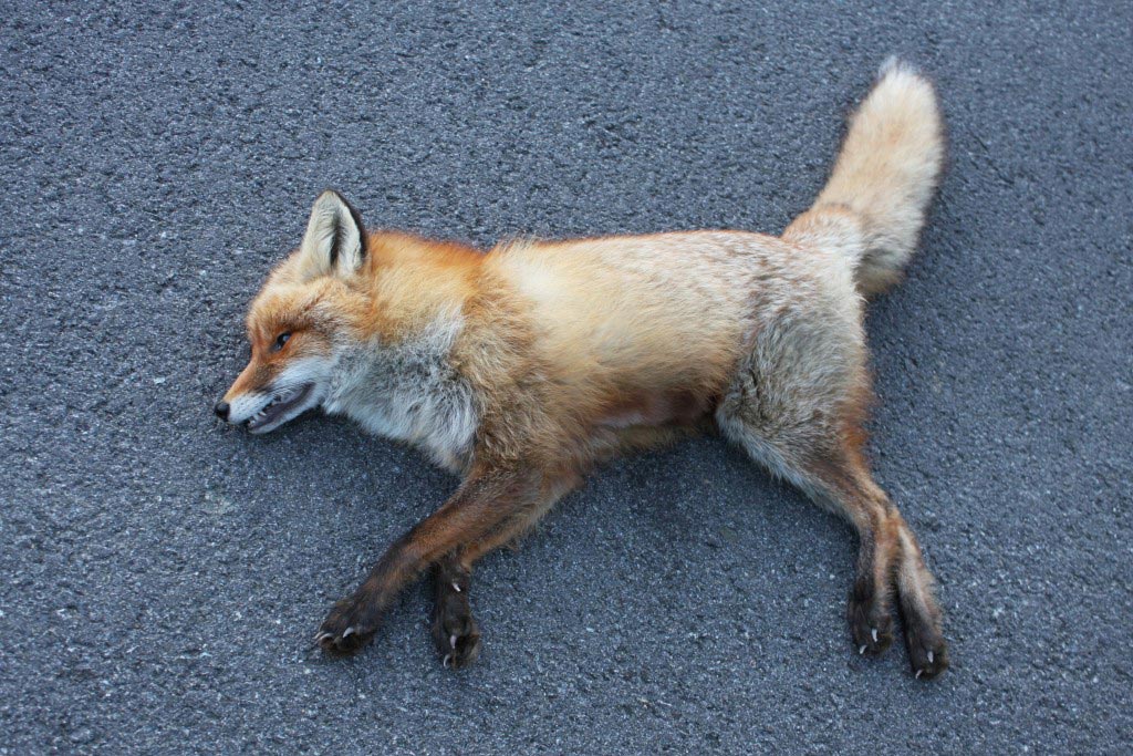 Sedat Tur, stalker leaves dead fox by woman’s front door