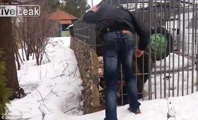 Russian man hand ripped off by caged bear 