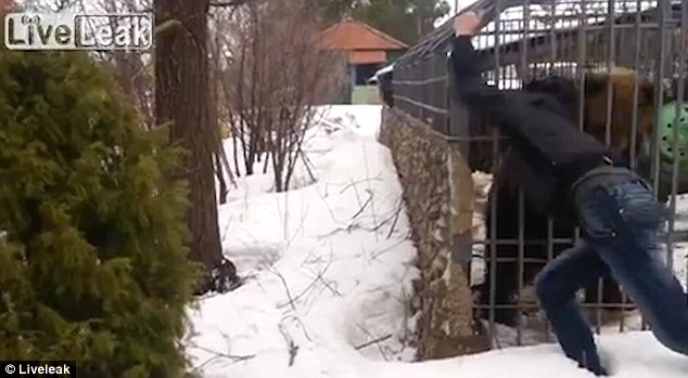 Russian man hand ripped off by caged bear 