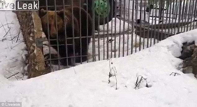 Russian man hand ripped off by caged bear 