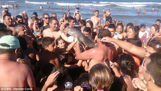 Argentina dolphin dies after carried on beach