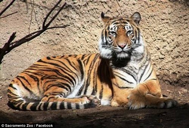 Sacramento female tiger killed by mating partner at zoo