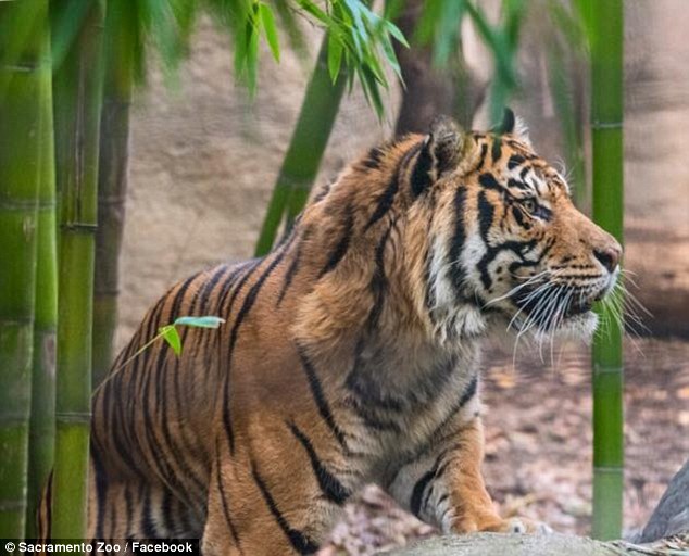 Sacramento female tiger killed by mating partner at zoo