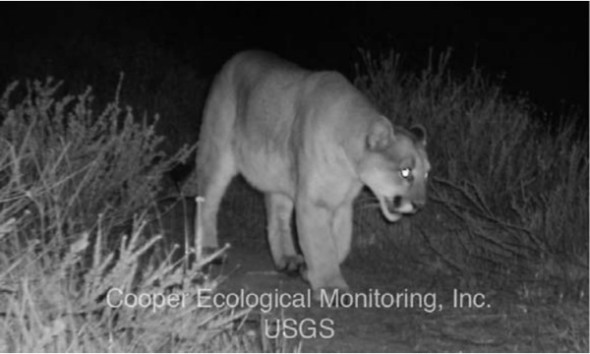 Griffith Park Mountain lion P22 eats Los Angeles Koala