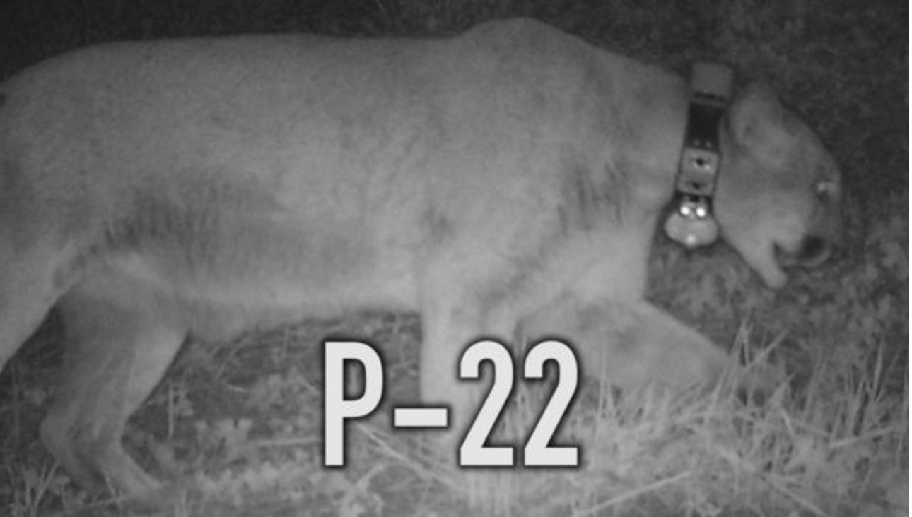 Griffith Park Mountain lion P22 eats Los Angeles Koala