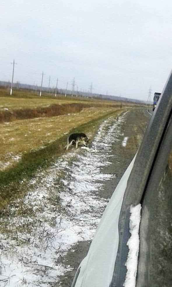 Siberian dog refuses to leave dog owner crash site
