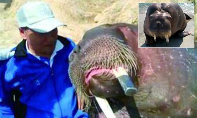 Chinese walrus drowns man taking selfie