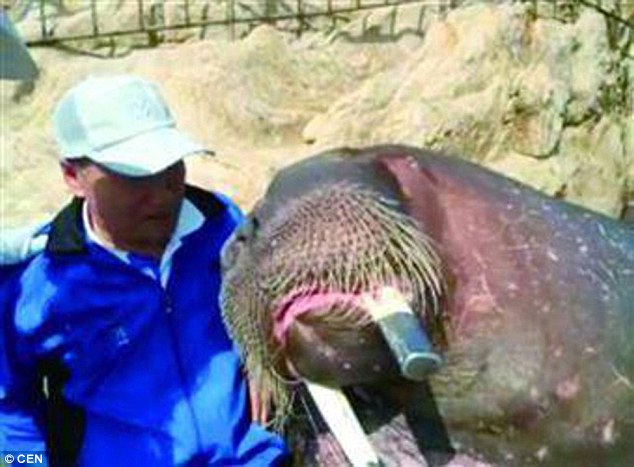 Chinese walrus drowns man taking selfie