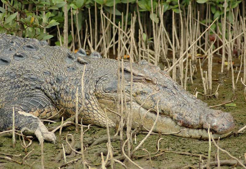 Thornton beach crocodile attack