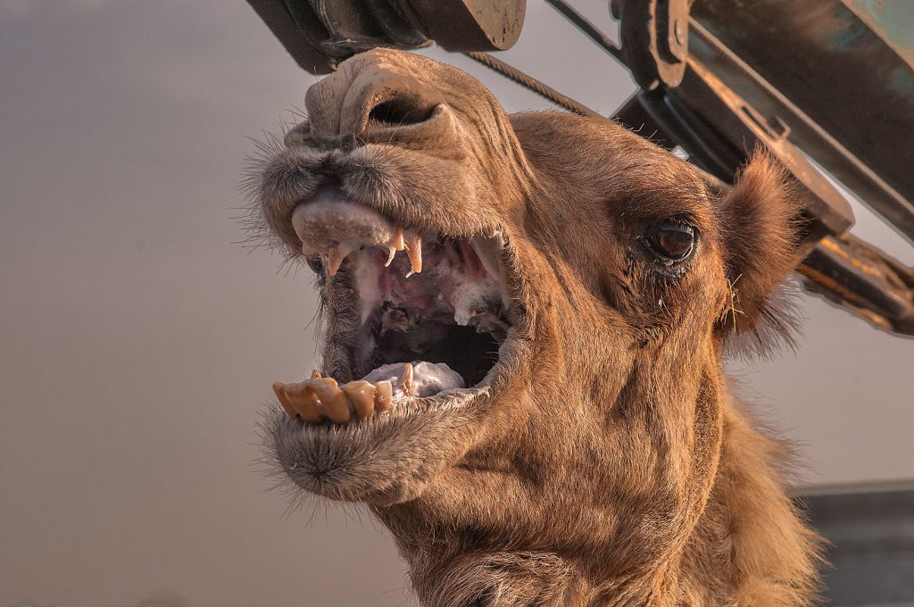 camel bites owner’s head off