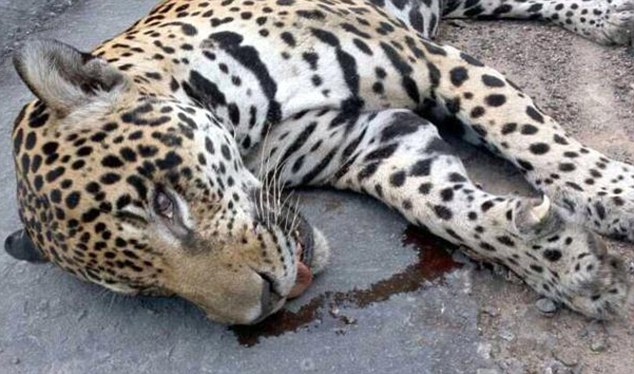 Brazil army Olympic mascot jaguar shot dead