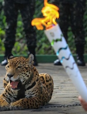 jaguar mascot olympic brazil army shot dead labour rights animal june