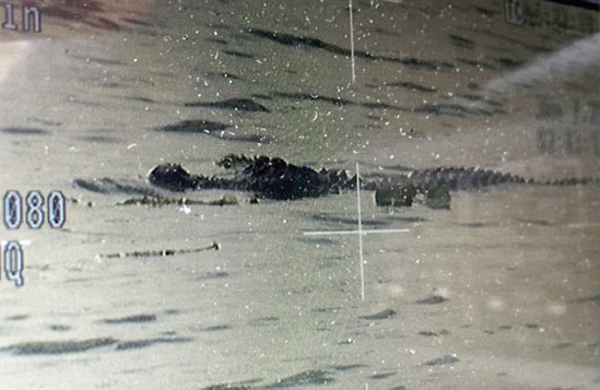 Florida alligator found with human body in its mouth