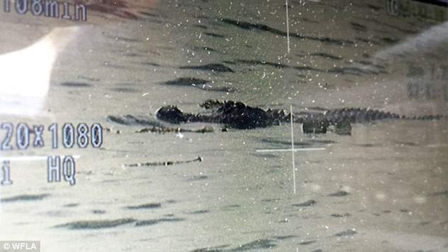 Florida alligator found with human body in its mouth