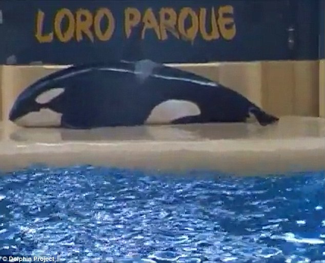 SeaWorld killer whale beaching suicide