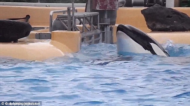 SeaWorld killer whale beaching suicide