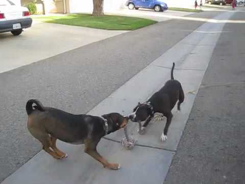 Three day old Fresno baby mauled death family dogs