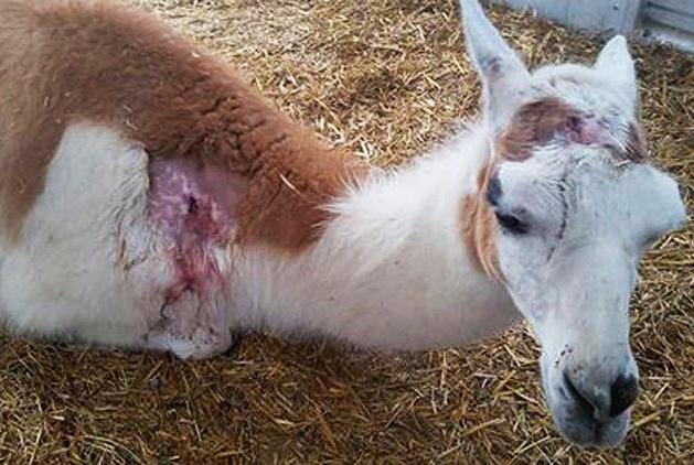 Two Texas teens behead llama