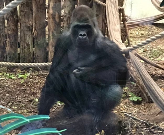 kumbuka gorilla london zoo