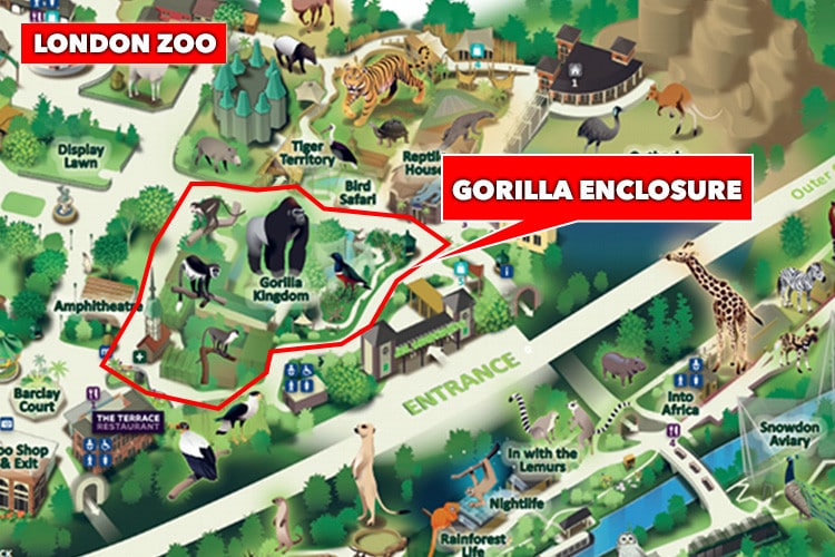 kumbuka gorilla london zoo