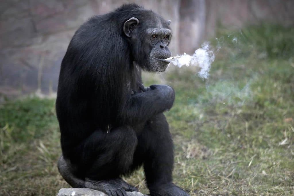 North Korean smoking chimpanzee 