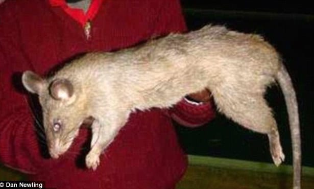 Giant rats eat three month old Johannesburg baby girl alive