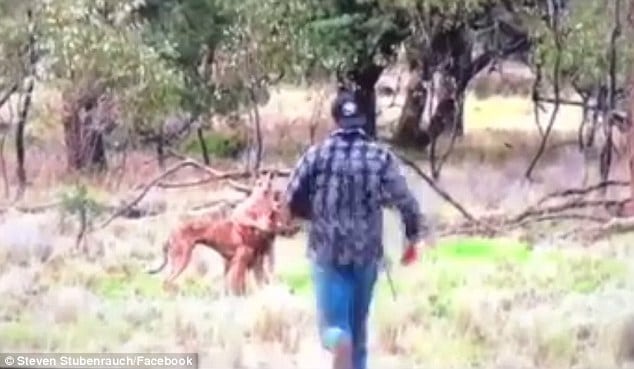 Man punches kangaroo in the face to save dog being strangled