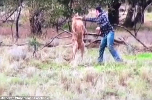 Man punches kangaroo in the face save dog being strangled