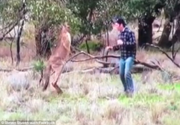 Man punches kangaroo in the face to save dog being strangled