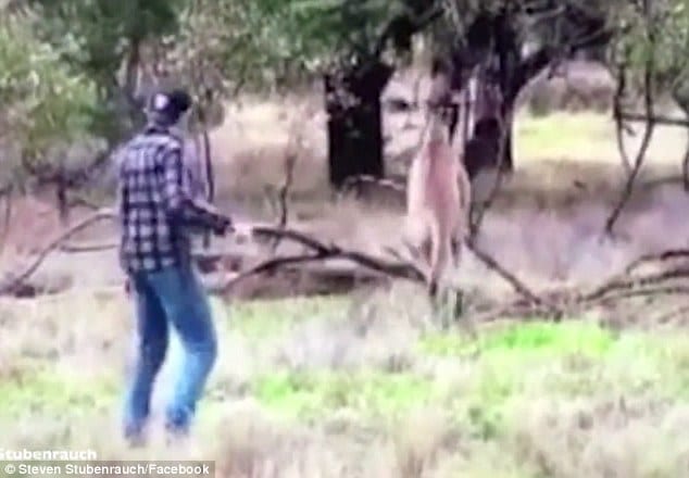 Man punches kangaroo in the face to save dog being strangled