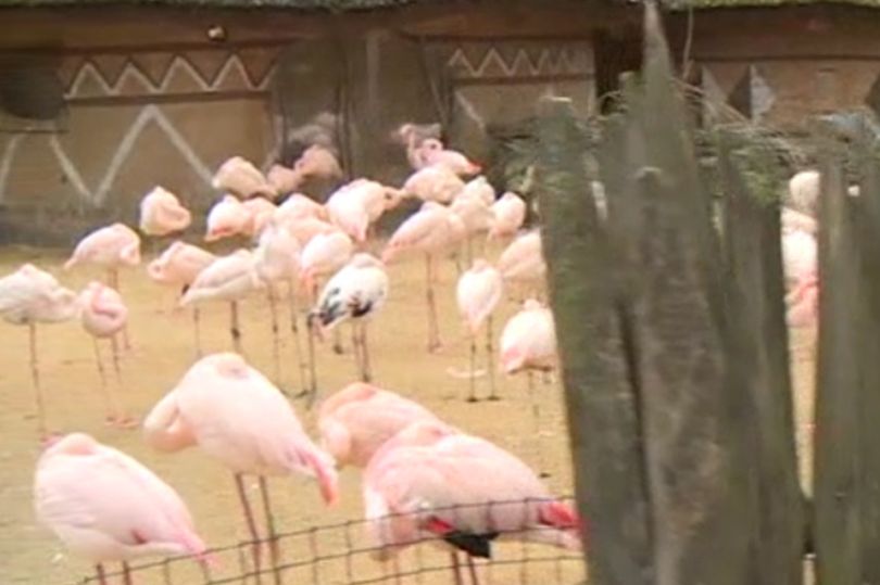 Pink flamingo kicked to death Czech Jihlava zoo 