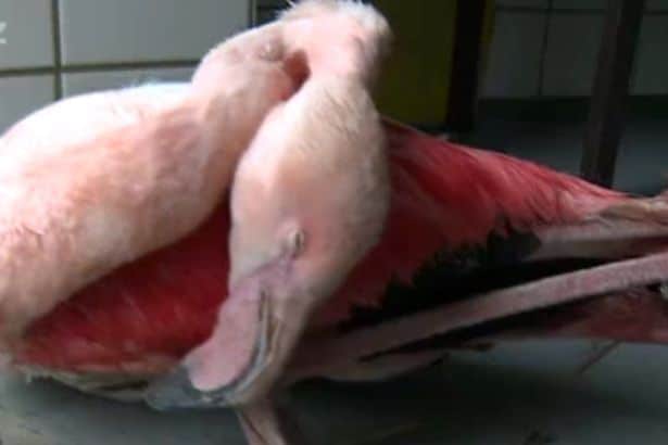 Pink flamingo kicked to death Czech Jihlava zoo 