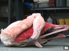 Pink flamingo kicked to death at Czech Jihlava zoo
