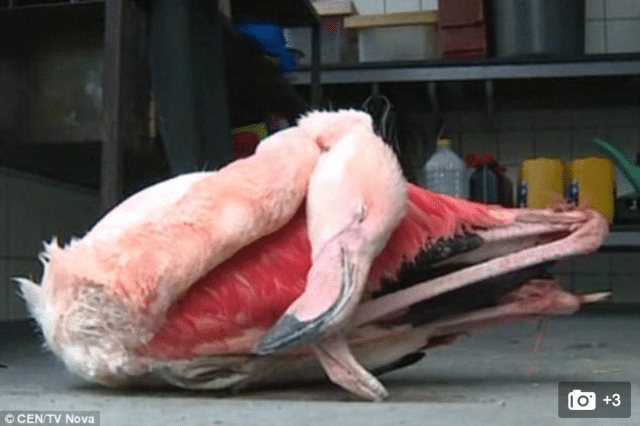 Pink flamingo kicked to death at Czech Jihlava zoo