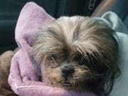 Terence J Clark Shih Tzu