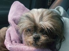 Terence J Clark Shih Tzu