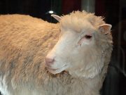 Cloning: What are the long-lasting implications? Cloning long lasting implications