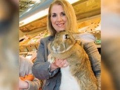 Simon giant rabbit United Airlines dead