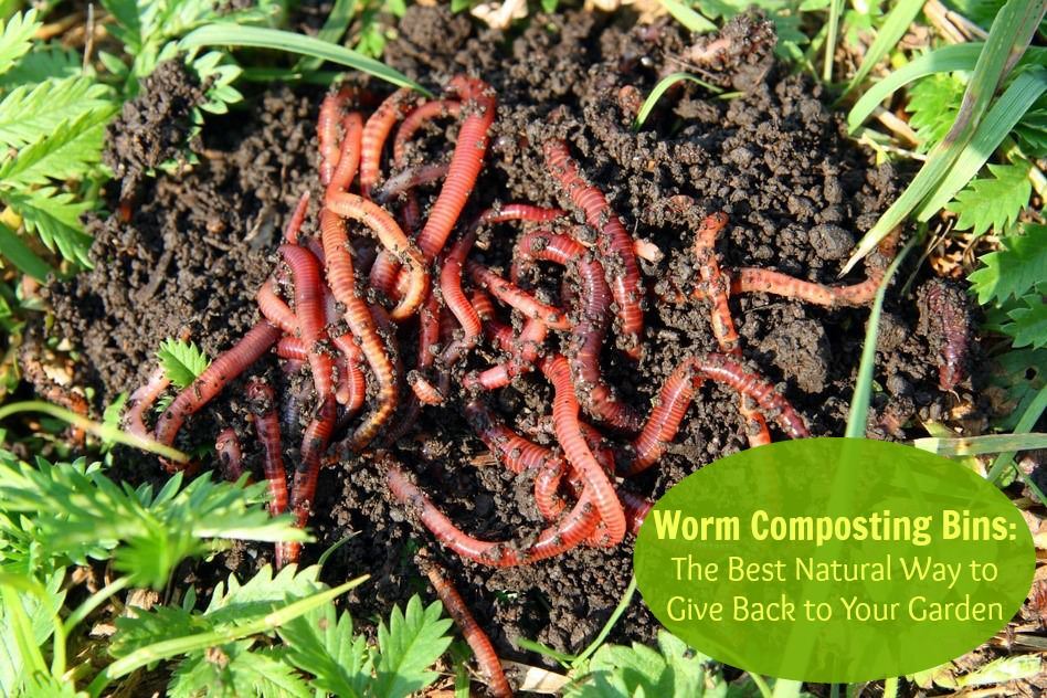 worm composting your garden