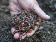 worm composting your garden