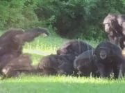 Watch: Kansas City zoo chimp beaten to death by other primates Kansas City zoo chimp beaten to death