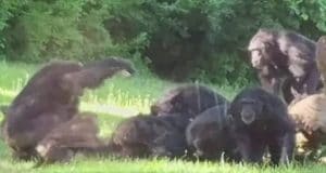 Kansas City zoo chimp beaten to death