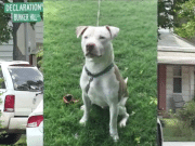 90 year old Virginia Beach woman mauled to death by pit bull